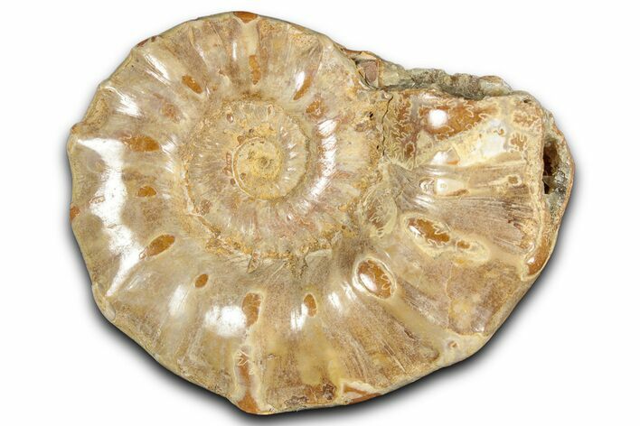 Jurassic Ammonite (Euaspidoceras) Fossil - Madagascar #349166
